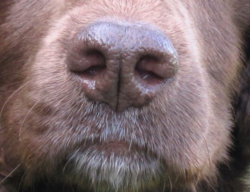 FAKE SMELLS!! NOT NICE.