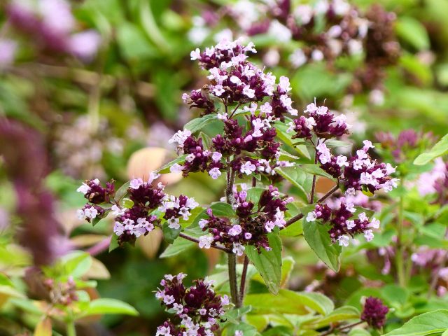 marjoram